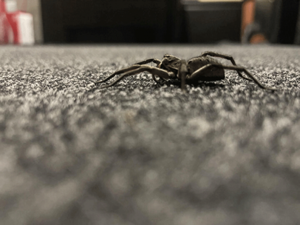 Foto - Dünyanın en zehirli örümceği bulundu! Şimdiye kadar böylesi görülmedi