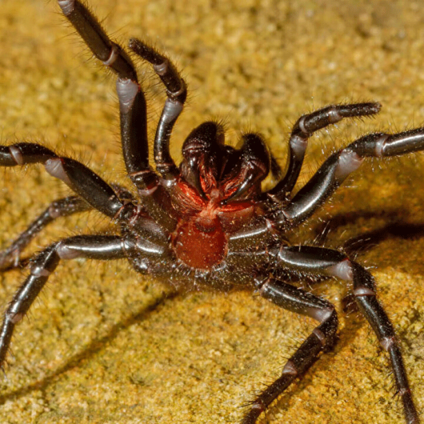 Foto - Dünyanın en zehirli örümceği bulundu! Şimdiye kadar böylesi görülmedi