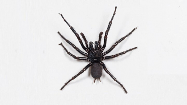 Foto - Dünyanın en zehirli örümceği bulundu! Şimdiye kadar böylesi görülmedi