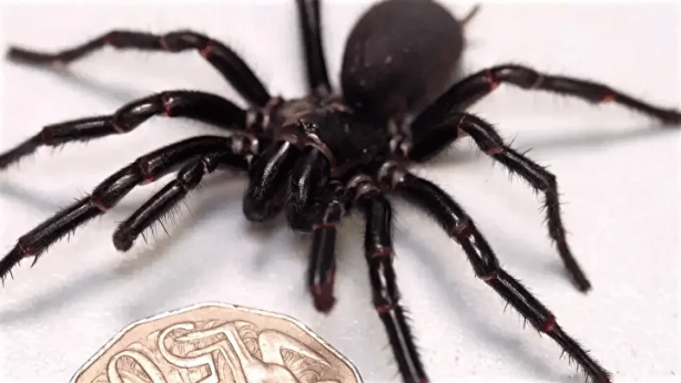 Foto - Dünyanın en zehirli örümceği bulundu! Şimdiye kadar böylesi görülmedi