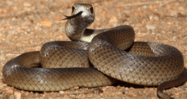Foto - Dünyanın en zehirli yılanı resmen çıldırdı! Toprağın her yerinden fırlayıp böyle öldürmeye başladı! Şok olacaksınız
