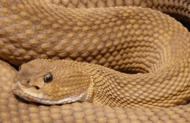 Foto - Dünyanın en zehirli yılanı resmen çıldırdı! Toprağın her yerinden fırlayıp böyle öldürmeye başladı! Şok olacaksınız