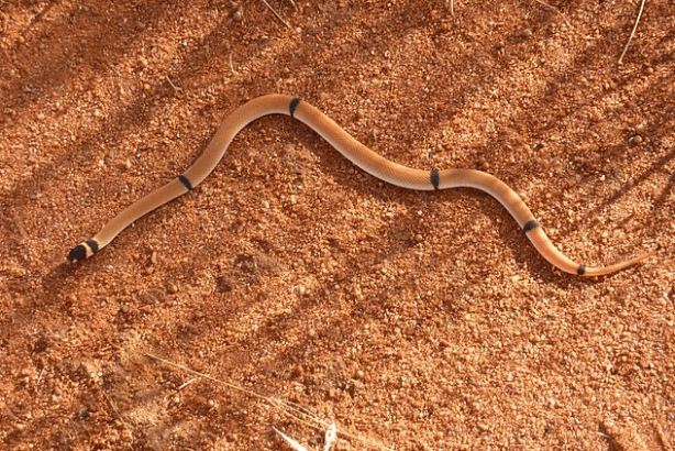 Foto - Dünyanın en zehirli yılanı resmen çıldırdı! Toprağın her yerinden fırlayıp böyle öldürmeye başladı! Şok olacaksınız