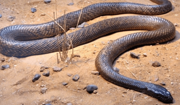 Foto - Dünyanın en zehirli yılanı resmen çıldırdı! Toprağın her yerinden fırlayıp böyle öldürmeye başladı! Şok olacaksınız