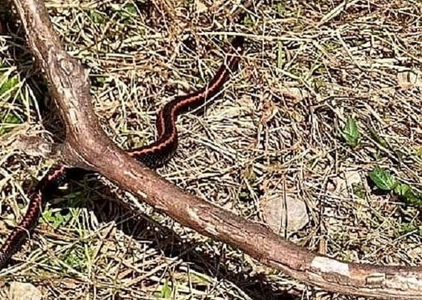 Dünyanın en zehirli yılanlarından! Yıllar sonra bu kadar yakından görüntülendi