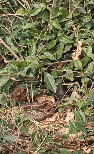 Foto - Dünyanın en zehirli yılanlarından! Yıllar sonra bu kadar yakından görüntülendi