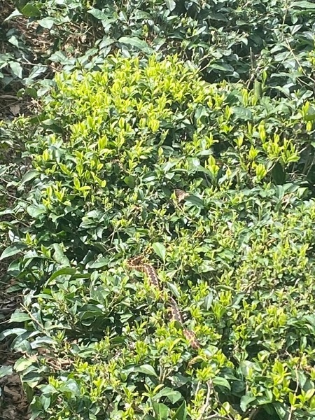 Foto - Dünyanın en zehirli yılanlarından! Yıllar sonra bu kadar yakından görüntülendi