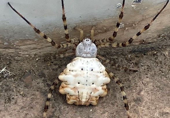 Dünyanın en zehirlilerinden! O örümcek Türkiye'de görüldü