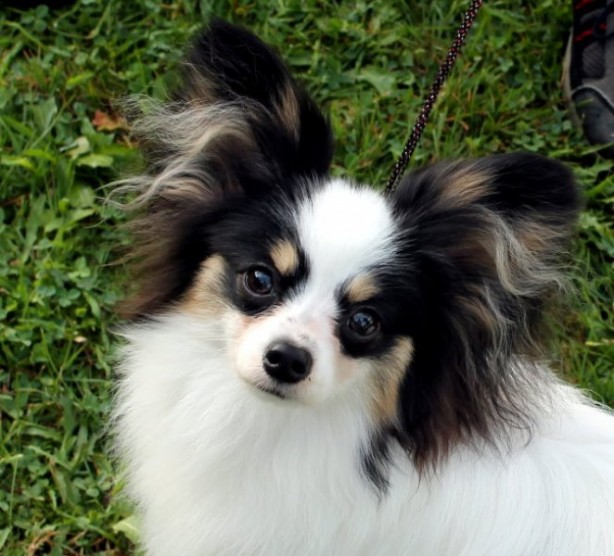 Foto - Dünyanın en zeki 10 köpek türü