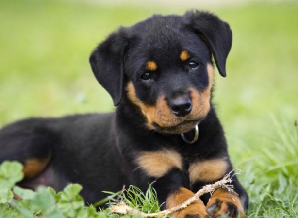 Foto - Dünyanın en zeki 10 köpek türü