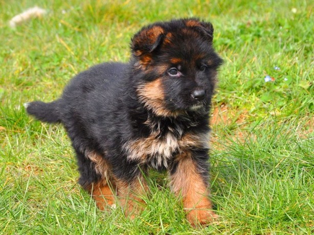 Foto - Dünyanın en zeki 10 köpek türü