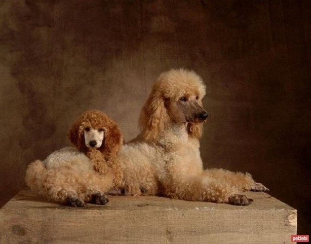 Foto - Dünyanın en zeki 10 köpek türü