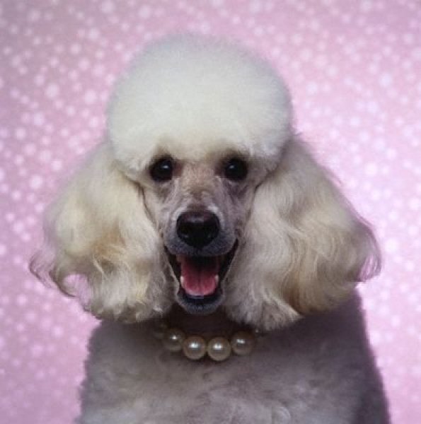 Foto - Dünyanın en zeki 10 köpek türü