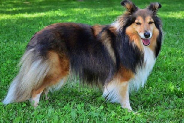 Foto - Dünyanın en zeki 10 köpek türü