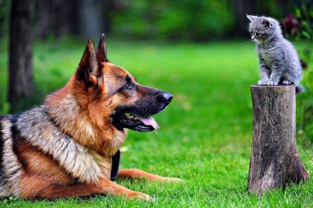 Foto - Dünyanın en zeki 10 köpek türü