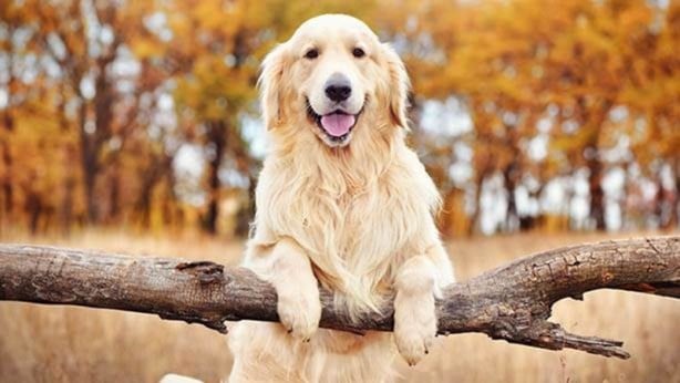 Foto - Dünyanın en zeki köpekleri belli oldu! 1. sıra değişti