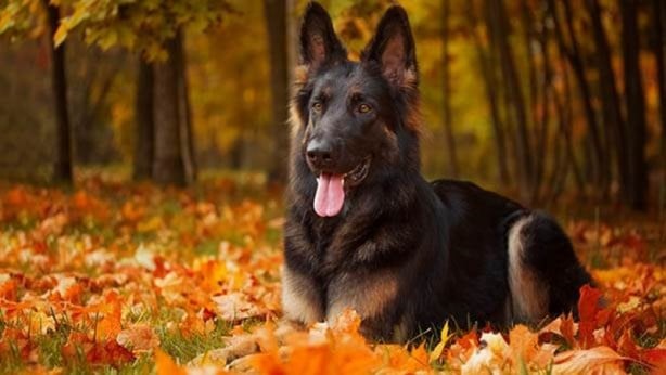 Foto - Dünyanın en zeki köpekleri belli oldu! 1. sıra değişti