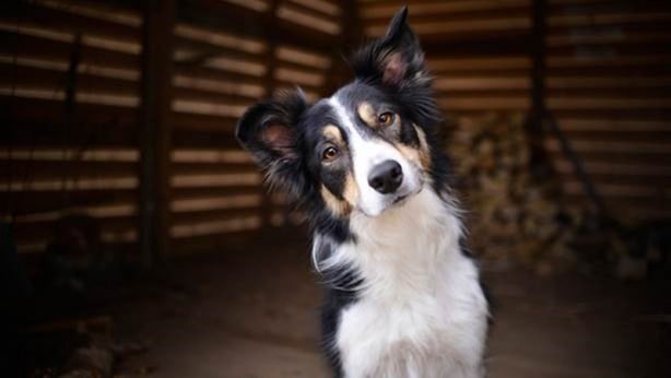 Foto - Dünyanın en zeki köpekleri belli oldu! 1. sıra değişti