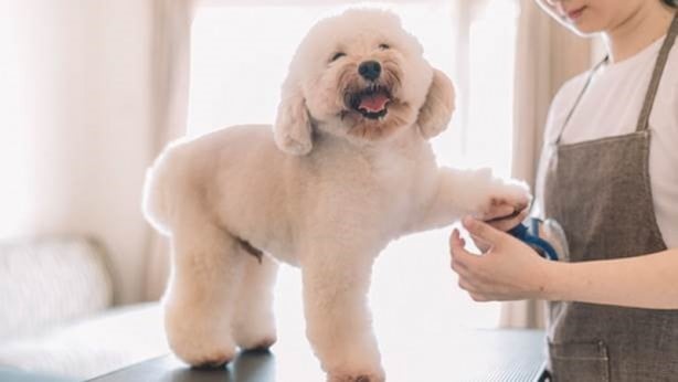 Foto - Dünyanın en zeki köpekleri belli oldu! 1. sıra değişti