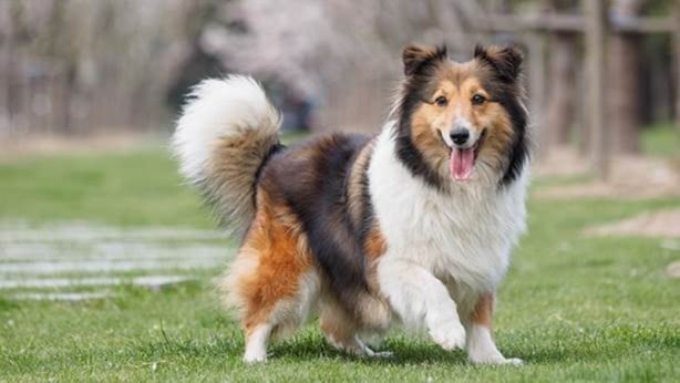 Foto - Dünyanın en zeki köpekleri belli oldu! 1. sıra değişti