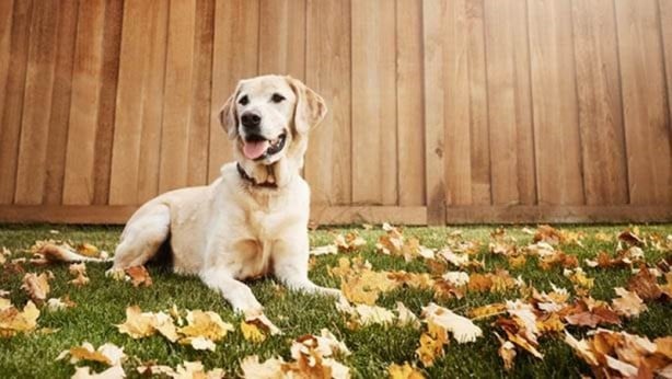 Foto - Dünyanın en zeki köpekleri belli oldu! 1. sıra değişti