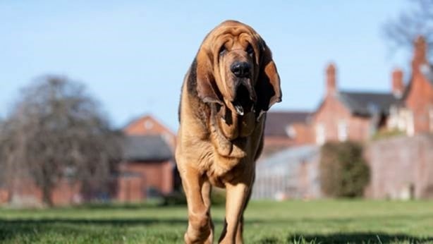 Foto - Dünyanın en zeki köpekleri belli oldu! 1. sıra değişti
