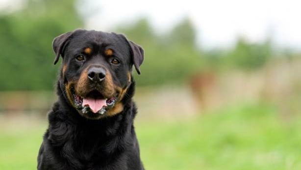 Foto - Dünyanın en zeki köpekleri belli oldu! 1. sıra değişti