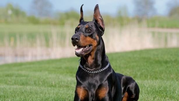 Foto - Dünyanın en zeki köpekleri belli oldu! 1. sıra değişti