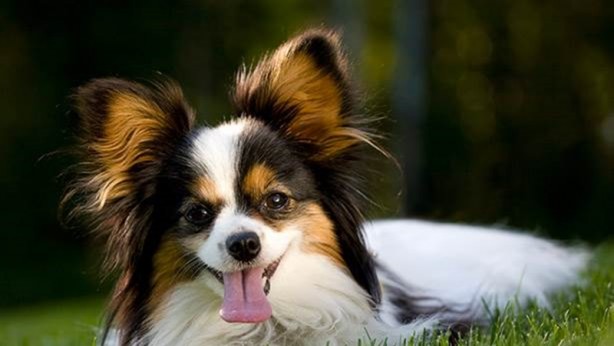 Foto - Dünyanın en zeki köpekleri belli oldu! 1. sıra değişti