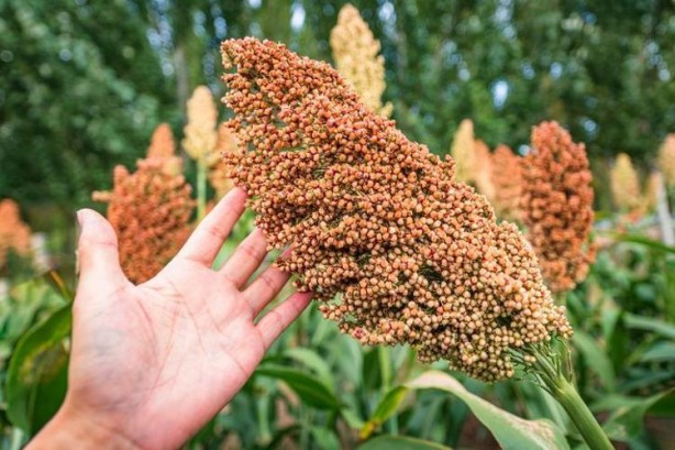 Foto - Dünyanın en zengin magnezyum kaynağı! Baş ağrısını şıp diye kesiyor