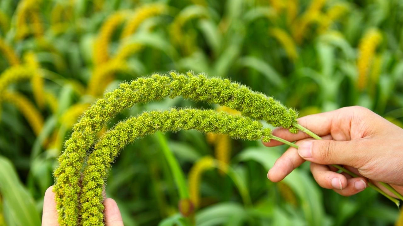 Foto - Dünyanın en zengin magnezyum kaynağı oymuş! 