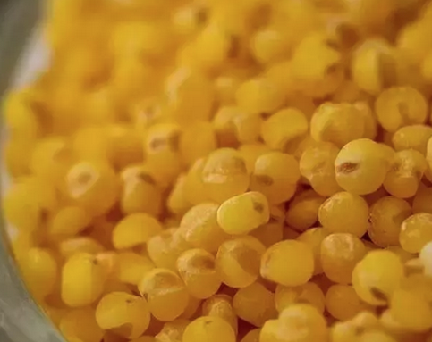 Foto - Dünyanın en zengin magnezyum kaynağı oymuş! Fosfor, manganez, demir ne varsa onda! Darı, diyabet için 1 numaralı besini