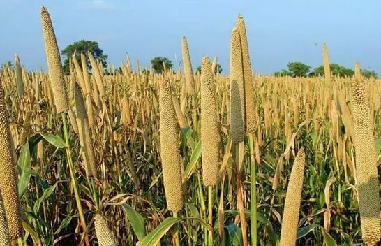 Foto - Dünyanın en zengin magnezyum kaynağı oymuş! Fosfor, manganez, demir ne varsa onda! Darı, diyabet için 1 numaralı besini