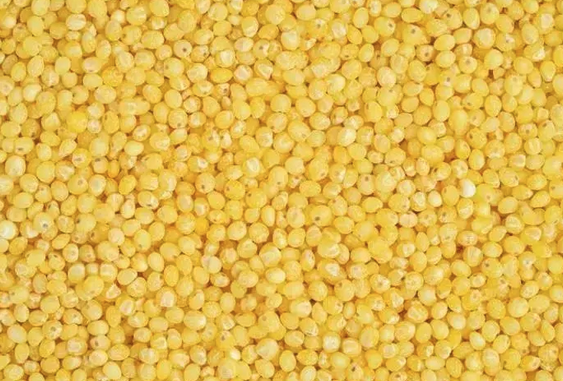 Foto - Dünyanın en zengin magnezyum kaynağı oymuş! Fosfor, manganez, demir ne varsa onda! Darı, diyabet için 1 numaralı besini