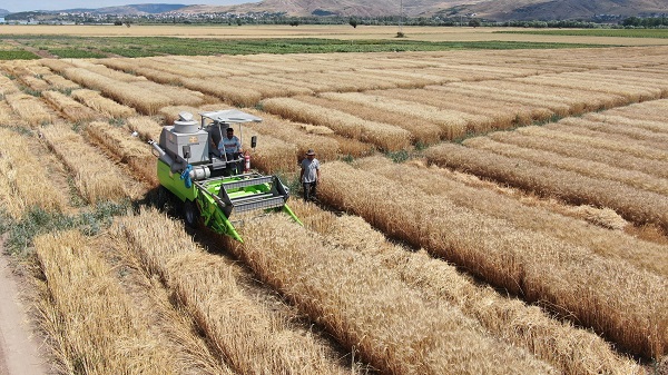 Foto - Dünya’nın gözü bu tarlada!