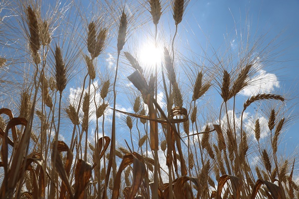 Foto - Dünya’nın gözü bu tarlada!