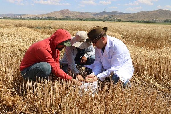 Foto - Dünya’nın gözü bu tarlada!
