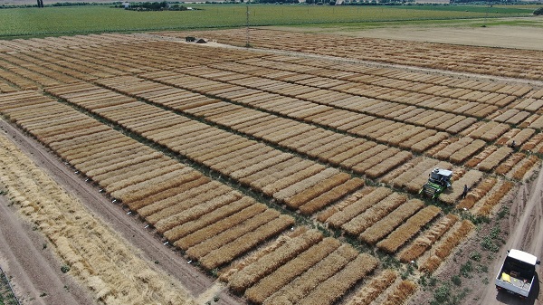 Foto - Dünya’nın gözü bu tarlada!