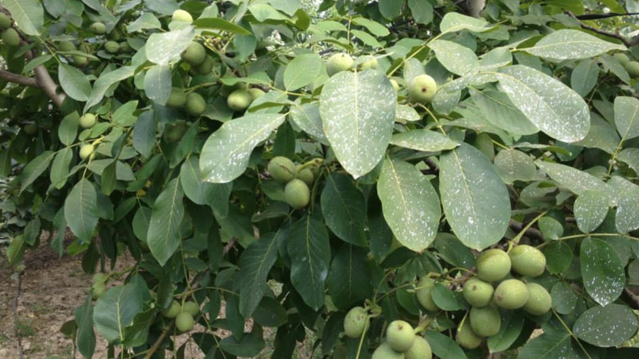 Dünyanın gözü İzmir'de! Ceviz bahçesinde keşfedildi