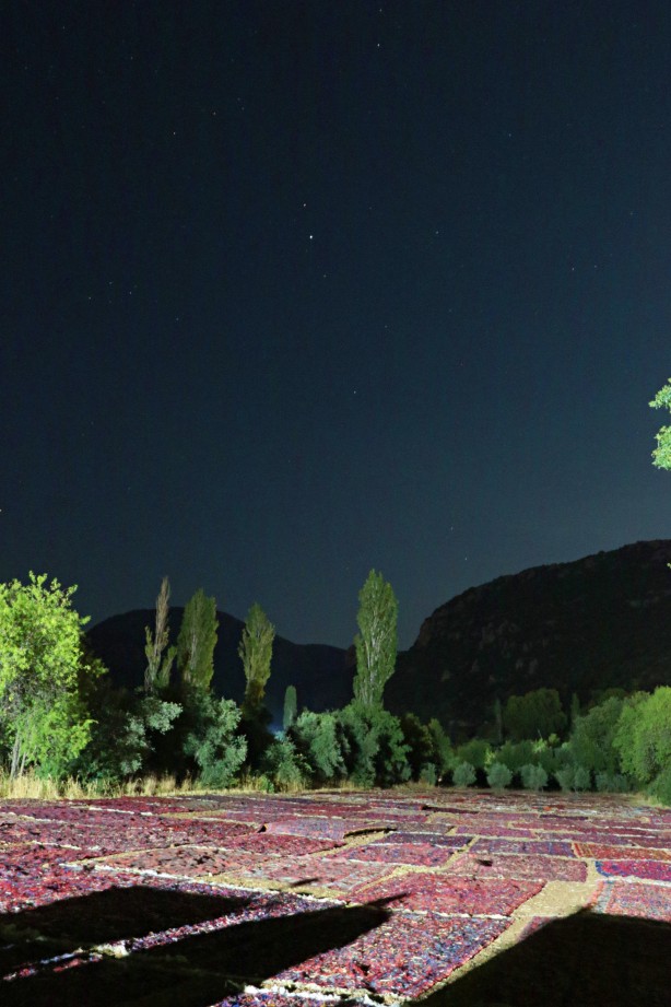 Foto - Dünyanın gözü Türkiye'deki bu tarlada! Güneş doğana kadar nöbet tutuluyor, resmen hazine var