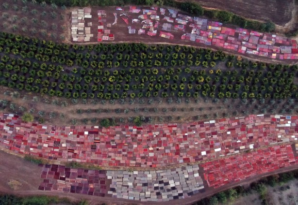 Foto - Dünyanın gözü Türkiye'deki bu tarlada! Güneş doğana kadar nöbet tutuluyor, resmen hazine var
