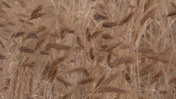 Foto - Dünyanın gözü Türkiye'deki bu tarlaya çevrildi! Su verilmeden boyu insan boyuna ulaştı, herkes şokta