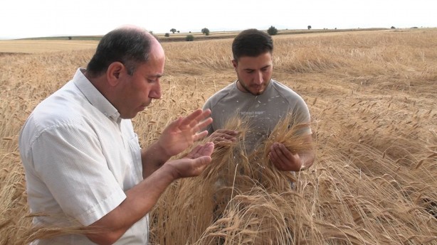 Foto - Dünyanın gözü Türkiye'deki bu tarlaya çevrildi! Su verilmeden boyu insan boyuna ulaştı, herkes şokta