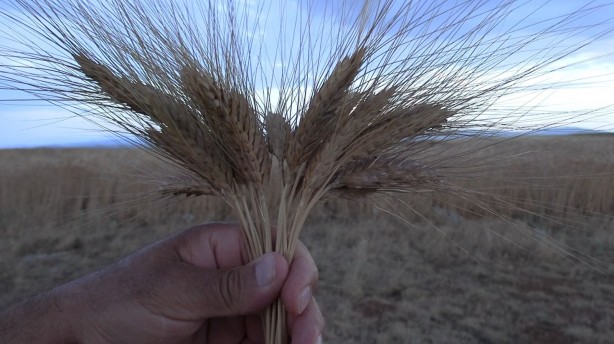 Foto - Dünyanın gözü Türkiye'deki bu tarlaya çevrildi! Su verilmeden boyu insan boyuna ulaştı, herkes şokta