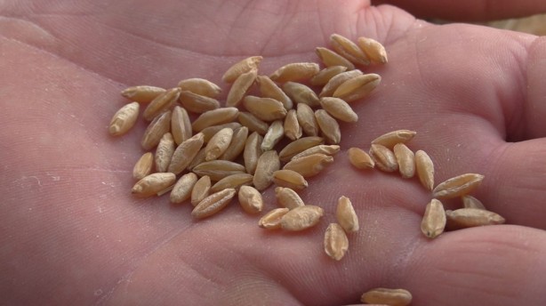 Foto - Dünyanın gözü Türkiye'deki bu tarlaya çevrildi! Su verilmeden boyu insan boyuna ulaştı, herkes şokta