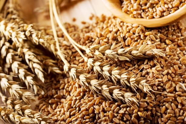 Foto - Dünyanın gözü Türkiye'deki bu tarlaya çevrildi! Su verilmeden boyu insan boyuna ulaştı, herkes şokta