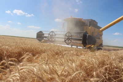 Foto - Dünyanın gözü Türkiye'deki bu tarlaya çevrildi! Su verilmeden boyu insan boyuna ulaştı, herkes şokta