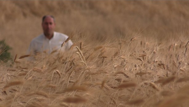Foto - Dünyanın gözü Türkiye'deki bu tarlaya çevrildi! Su verilmeden boyu insan boyuna ulaştı, herkes şokta