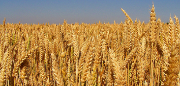 Dünyanın gözü Türkiye'deki bu tarlaya çevrildi! Su verilmeden boyu insan boyuna ulaştı, herkes şokta