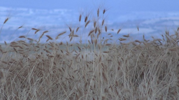 Foto - Dünyanın gözü Türkiye'deki bu tarlaya çevrildi! Su verilmeden boyu insan boyuna ulaştı, herkes şokta